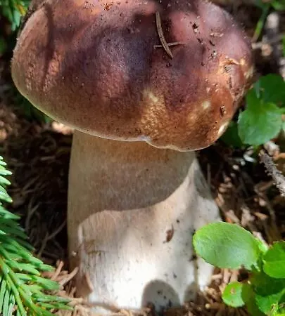 La Casa Di Beppe E Appartamento Danta