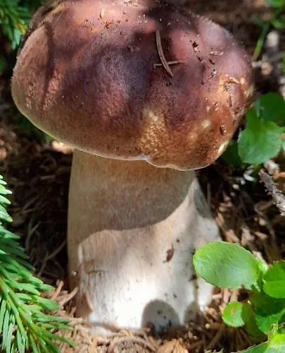 La Casa Di Beppe E Lejlighed Danta